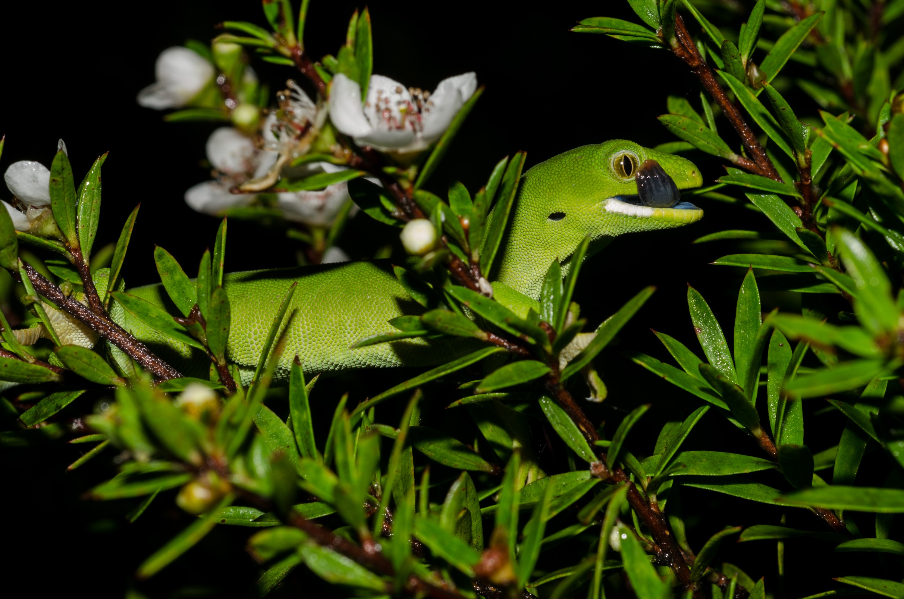 DSC_3552 – Auckland, green, gecko, Naultinus, elegans, elegans, home, lizard, Crispin, reptiles, amphibians, rare, cold, blood, new, new zealand, zealand, nz